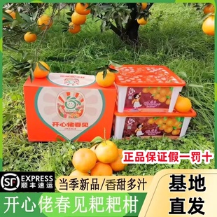 顺丰开心佬爆浆春见耙耙柑礼盒装新鲜应当季水果四川纯甜爆汁柑橘