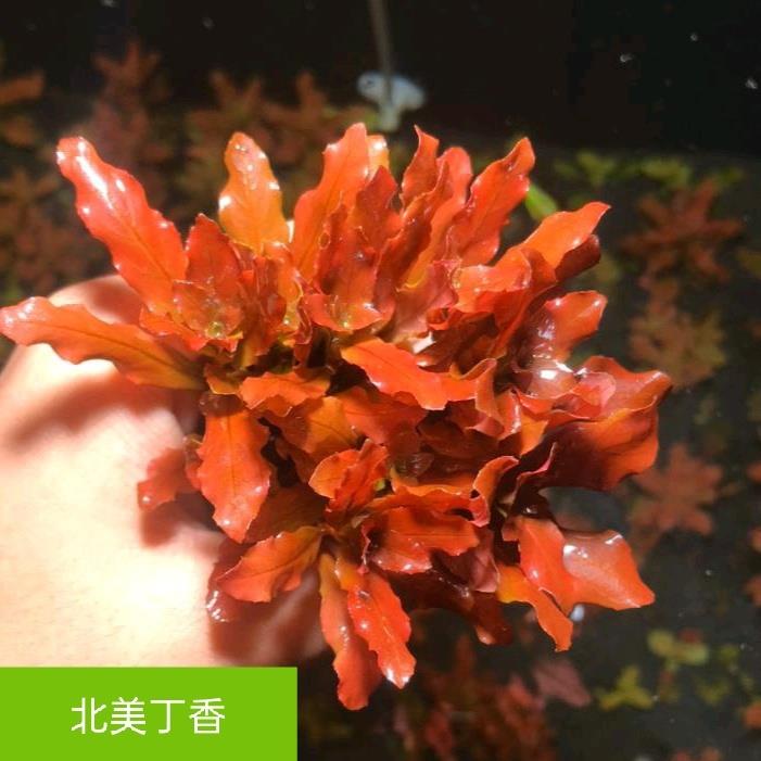 北美丁香无菌杯水草活体淡水鱼缸草缸造景有茎类真活体中前景水草