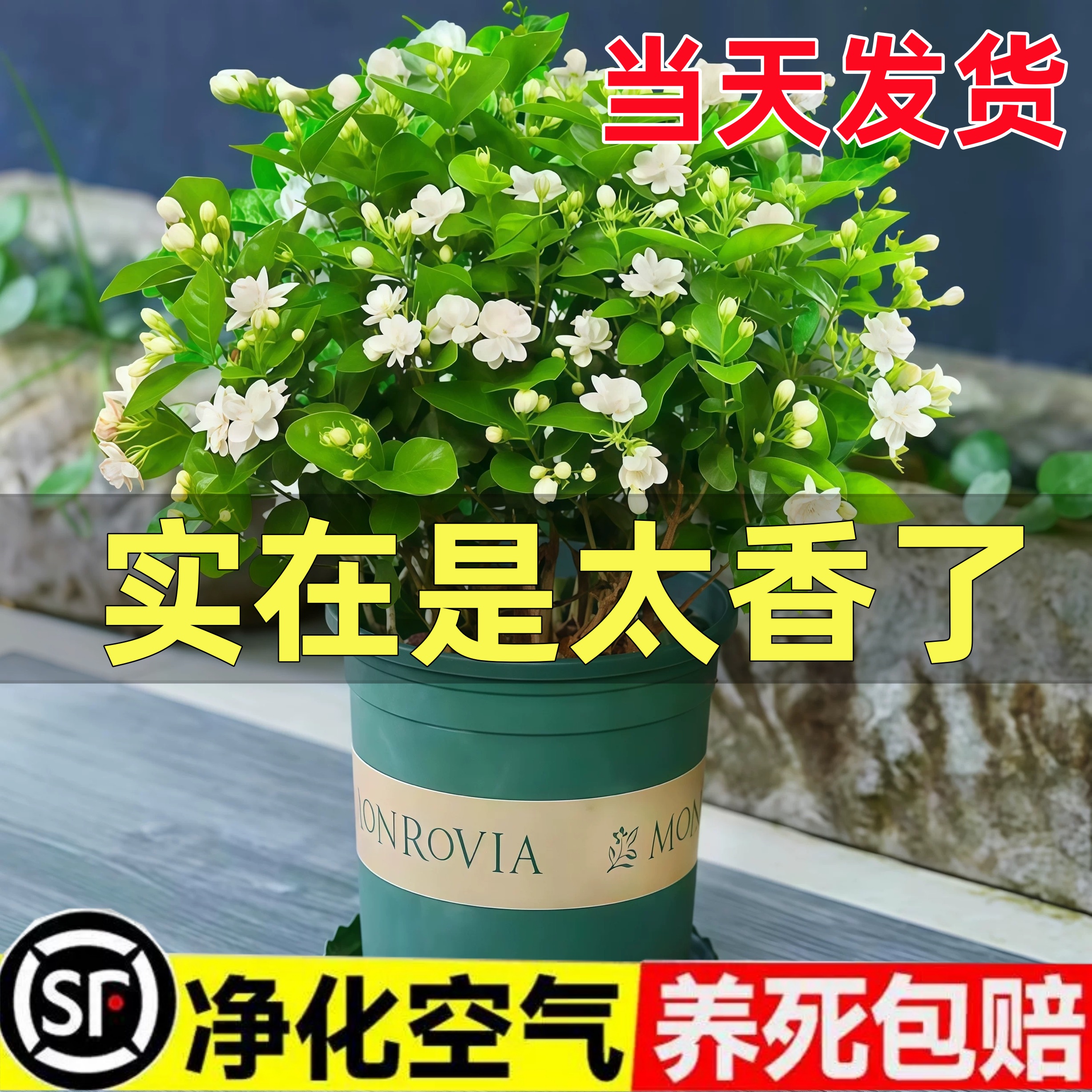 茉莉花水培植物盆栽带花苞办公室内桌面好养懒人鲜花绿植水养花卉