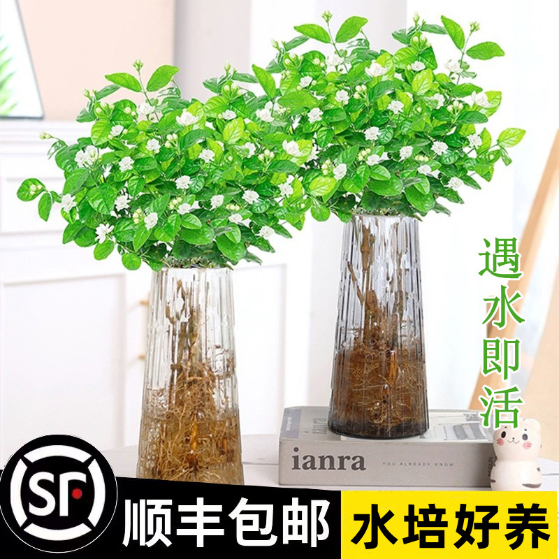 茉莉花水培植物盆栽办公室内桌面好养懒人鲜花绿植九里香水养花卉