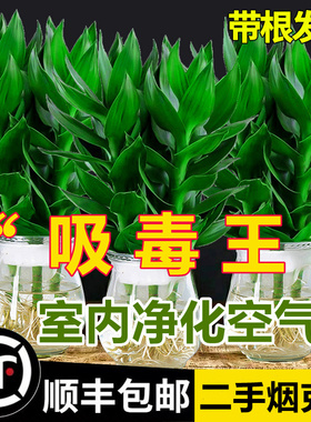 观音竹富贵竹水培植物带根花卉绿植绿萝室内盆栽转运竹子水养好养