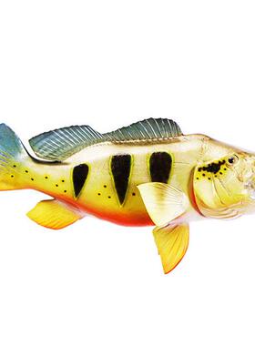 孔雀鲈鱼立体单面室内装饰玻璃钢雕塑仿真鱼海洋工艺品墙壁挂饰