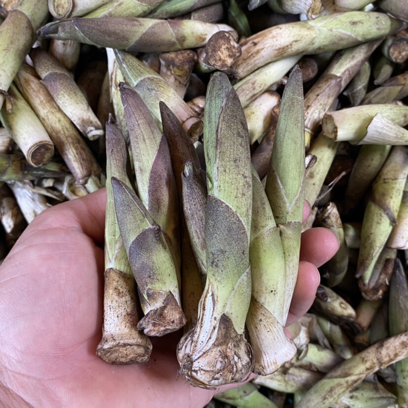 云南怒江野菜雪笋新鲜大竹叶菜可凉拌煮汤食用产地直发航空包邮