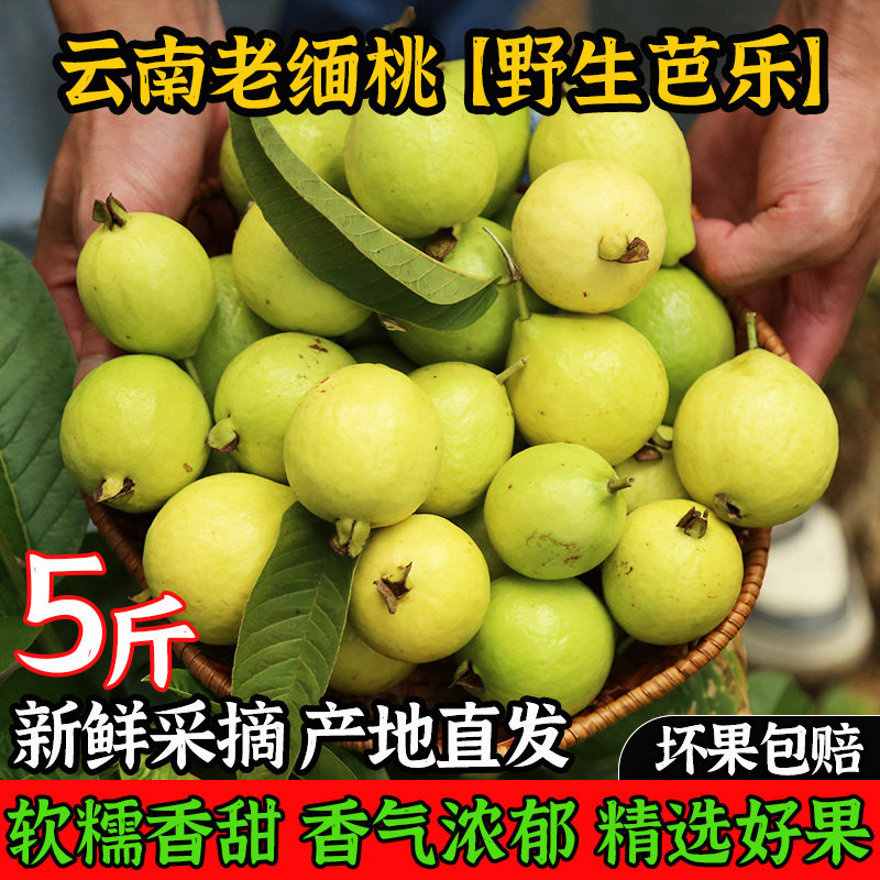 云南老缅桃野生芭乐新鲜白心牛奶珍珠黄金番石榴孕妇水果嘛哩嘎