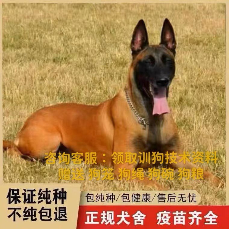 爆红马犬幼犬纯种比利时马犬活体看家护院警犬大型犬军犬宠物狗