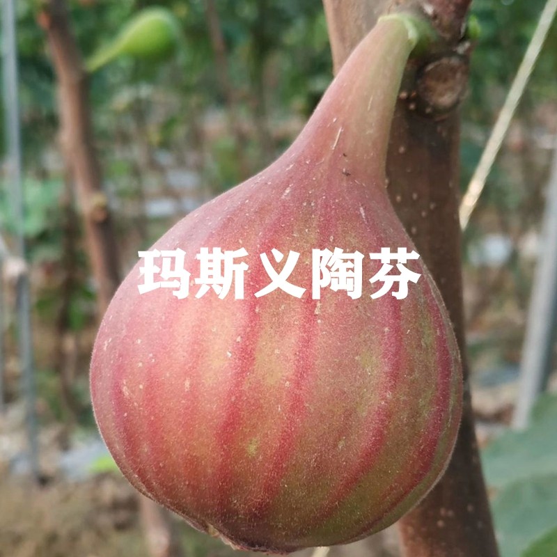 特大糖心玛斯义陶芬无花果苗抗寒大玛无花果树苗盆栽地栽当年结果