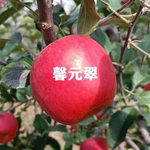 种植 翠苹果苗中熟富士盆栽地栽果苗四季 烟台新品 苹果树苗嫁接馨元