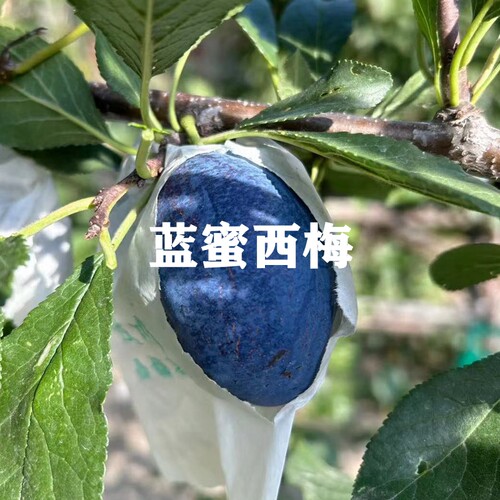 西梅李子树苗当年结果南北方种植