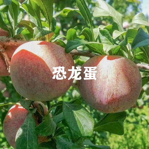 新品种果树苗当年结果恐龙蛋李子