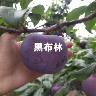 嫁接黄肉黑布林李子苗黑布朗树苗特大软甜李树结果苗南方北方种植