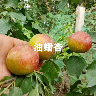 新品种晚熟7月成熟杏树果苗活苗油蟠杏树苗离核杏子苗南北方种植