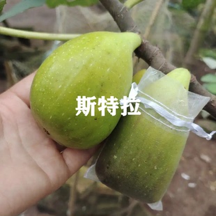 斯特拉无花果苗南北方庭院地栽特大果盆栽矮化无花果树苗当年结果