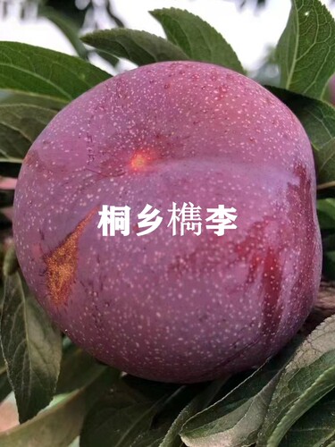 正宗桐乡檇李苗醉李槜李树苗种植