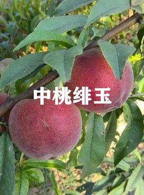 嫁接桃树苗早熟中桃绯玉白肉毛桃树苗粘核南方北方种植果树苗地栽