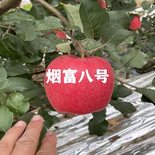 嫁接神富一号苹果树苗烟富8号苹果苗南北方种植乔化地栽全红晚熟