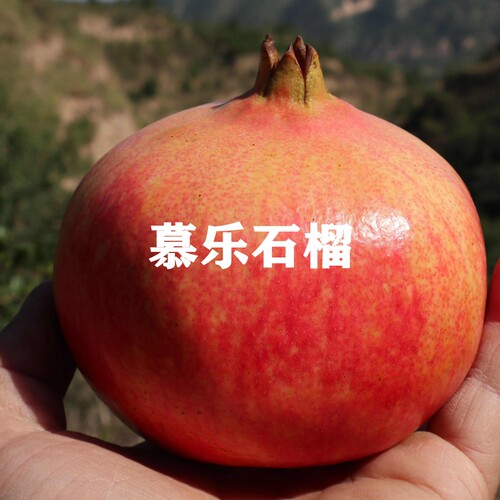 新品种石榴树苗软籽突尼斯甜石榴