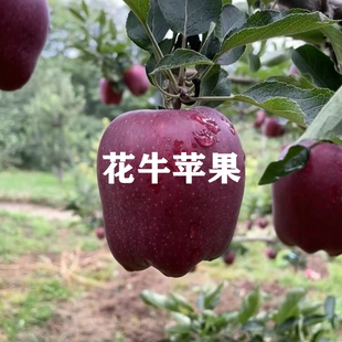 嫁接花牛苹果树树苗美国蛇果甘肃天水粉面苹果苗当年结果果树果苗