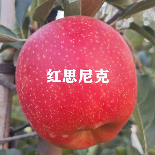 嫁接早熟红思尼克苹果苗脆甜矮化红斯尼克全红嘎啦苹果树苗乔化苗