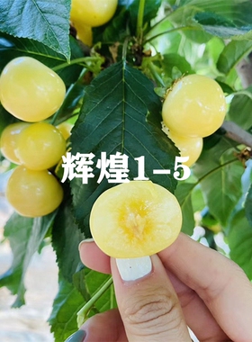 嫁接辉煌1-5樱桃树苗特大鲁樱5号黄色蜜甜大樱桃树果苗盆栽地栽苗