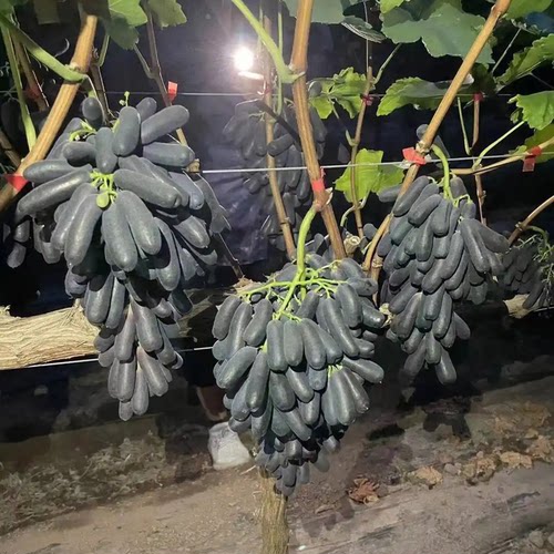 金手指金手指黑提葡萄苗四季爬藤