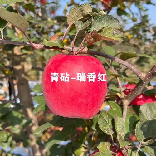 嫁接矮化瑞香红苹果树苗当年结果