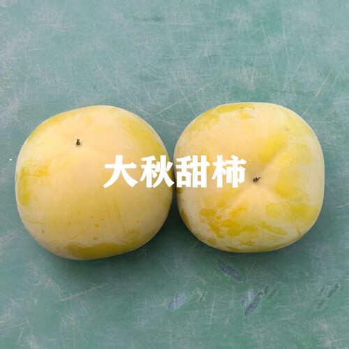 四季种植新品种甜柿树苗日本柿子