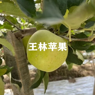 嫁接王林苹果树苗新品 种南北方种植地栽雀斑美人苹果盆栽当年结果