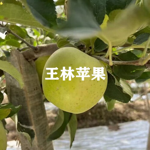 四季种植当年结果新品种苹果树苗