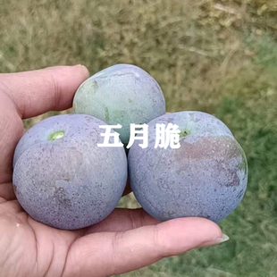 五月脆李子树苗凤凰李苗早熟一点红四川嫁接脱骨李子苗川果苗木