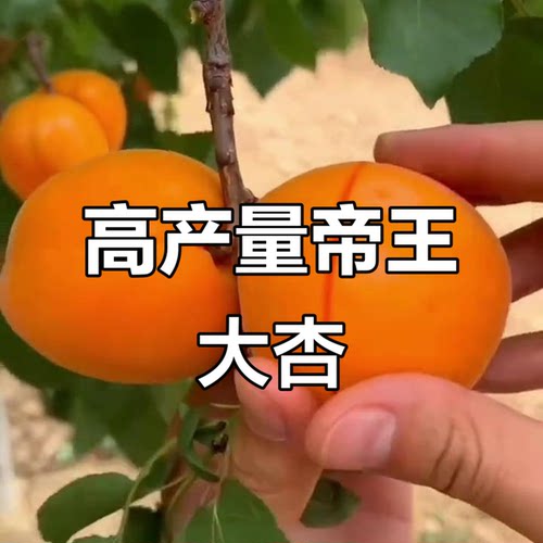 四季种植新品种杏树苗早熟大果粒