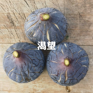 渴望无花果树苗紫果糖心高耐寒无花果苗阳台庭院种植当年结果