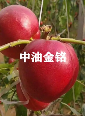 嫁接新品种油桃树苗中油金铭8-44油桃苗早熟大果黄肉南方北方种植