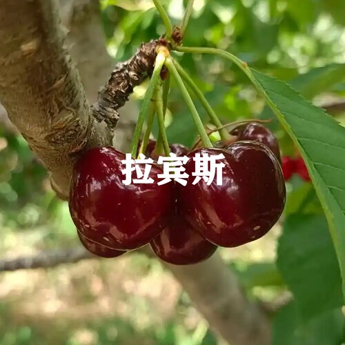 四季种植新品樱桃树苗烟台车厘子