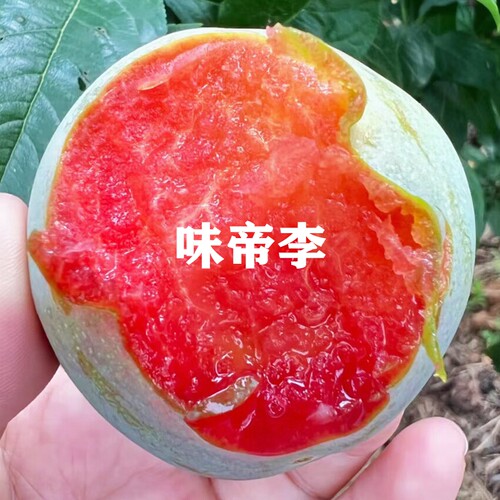 新品种李子树苗当年结果嫁接果树