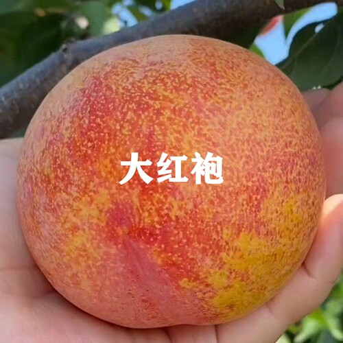 新品种果树苗当年结果嫁接李子苗