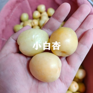 新疆小白杏树苗嫁接早熟杏子树苗南方北方种植果树盆地栽当年结果