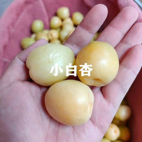 新疆小白杏树苗珍珠油杏苗小红杏