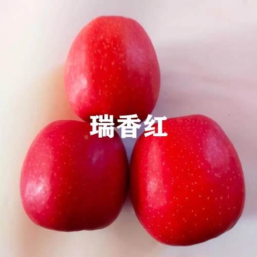 烟台富士苹果树苗瑞雪瑞香红苹果