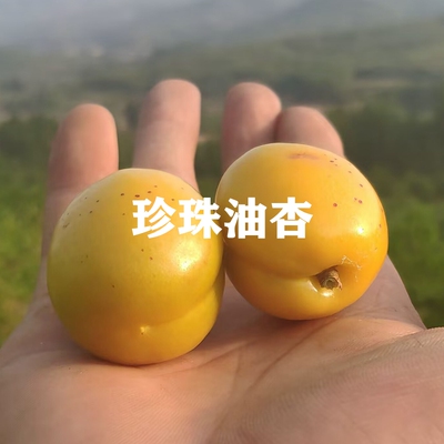 新疆油杏树苗珍珠油杏嫁接盆栽苗