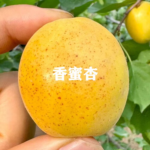 南方北方特大甜新品种杏树嫁接苗