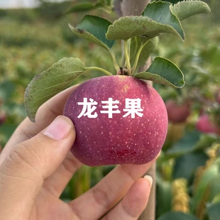 正宗龙丰果树苗东北大秋果苗嫁接小苹果树苗耐寒沙果树苗当年结果