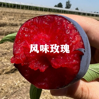 美国杏李树苗风味玫瑰嫁接李子树