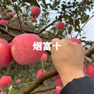 烟富10苹果树苗果苗烟台苹果苗嫁接庭院果树盆栽地栽南方北方种植
