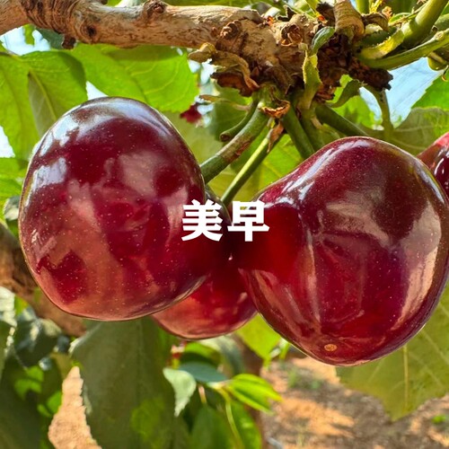 嫁接车厘子大樱桃苗烟台美早树苗