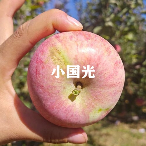 烟台富士苹果树苗小国光酸甜可口