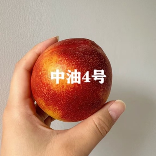 新品种中油4号桃苗 嫁接油桃树苗南北方种植特大果树苗当年结果苗