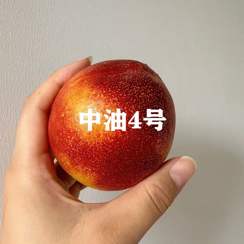 嫁接油桃树苗黄桃树苗早熟矮化苗