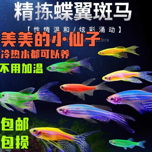 活体蝶翼红斑热带观赏鱼