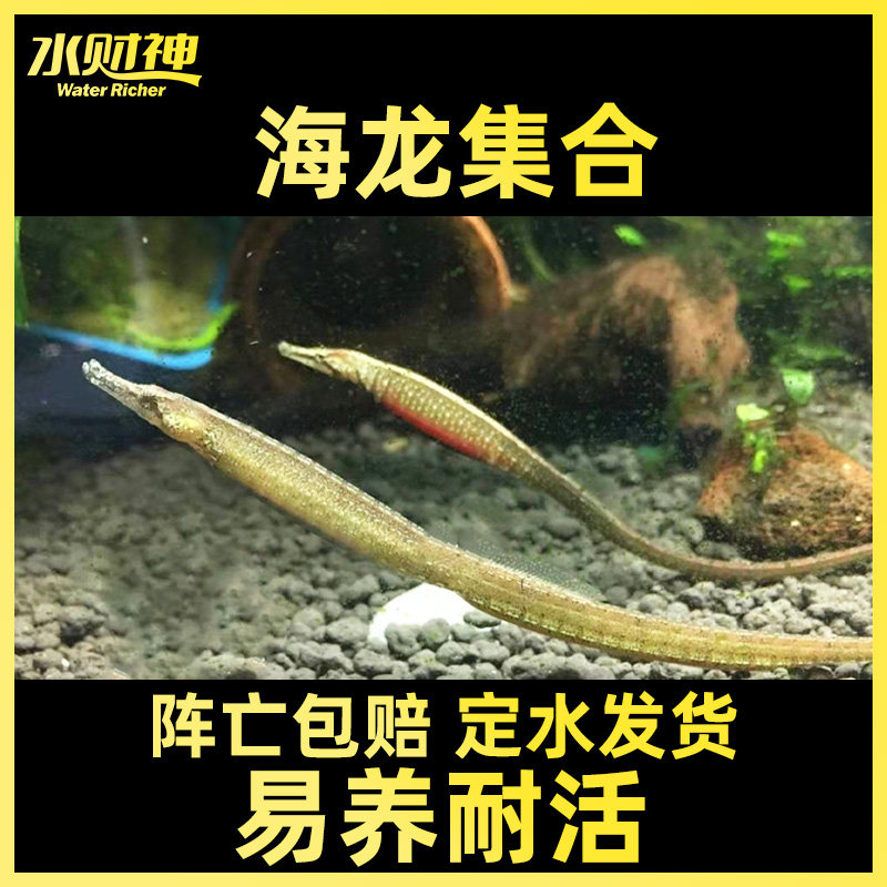 淡水海龙短吻红腹海龙, 长吻娜迦海龙 热带淡水观赏活体鱼