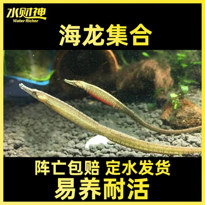 淡水海龙短吻红腹热带活体鱼